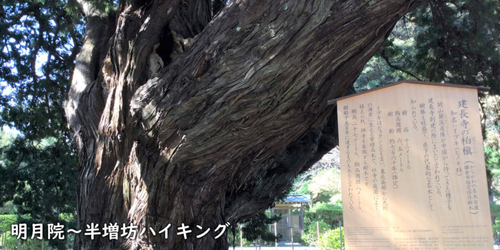 建長寺の樹齢760年の大木