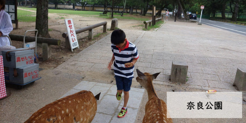 奈良公園で鹿せんべいをあげている画像